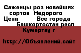 Саженцы роз новейших сортов. Недорого. › Цена ­ 350 - Все города  »    . Башкортостан респ.,Кумертау г.